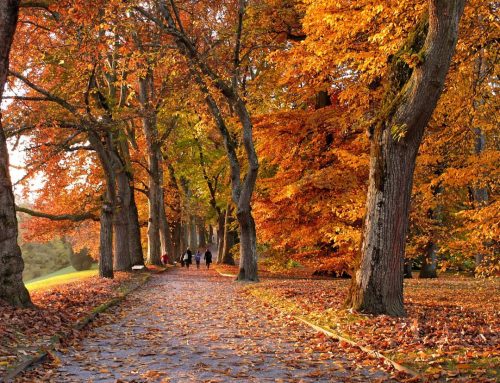Hear the Sounds of Autumn