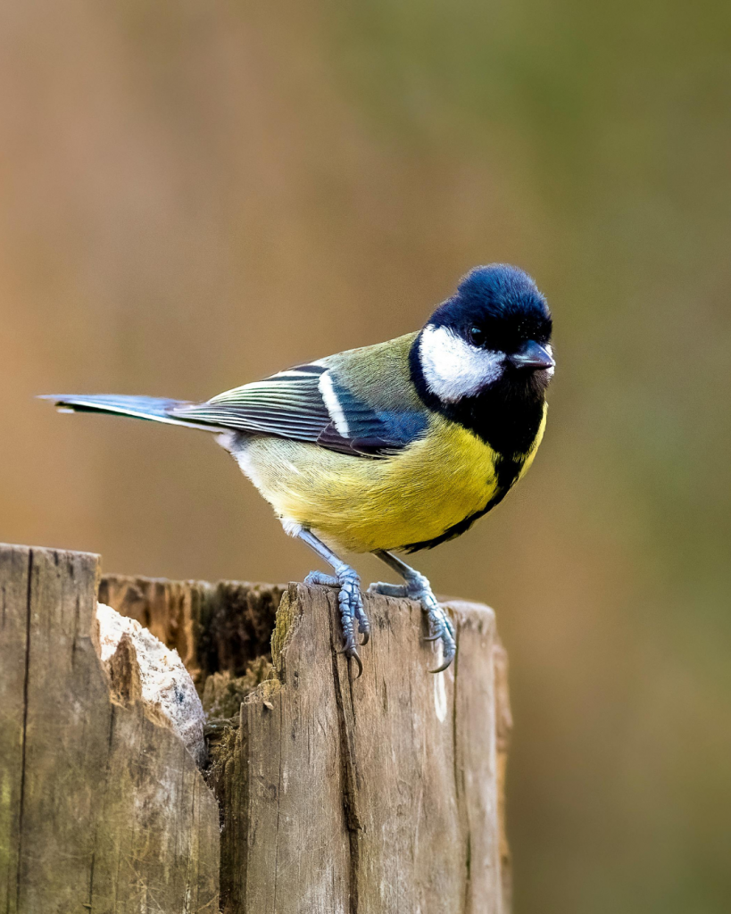 Yellow breasted great tit bird perched on a fence post