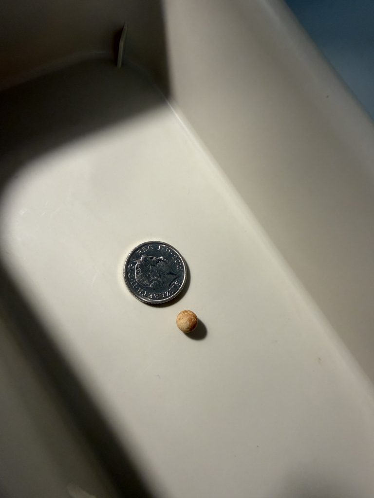 A polystyrene ball removed from an ear next to a 5 pence piece for scale